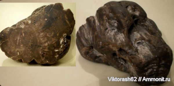 мел, мезозой, окаменевшее дерево, р. Ломница, Cretaceous