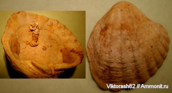 неоген, серпулы, двустворчатые моллюски, кайнозой, Serpulidae