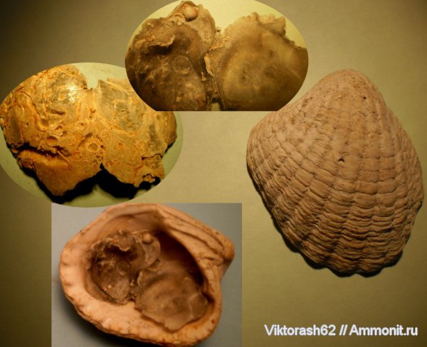 неоген, двустворчатые моллюски, кайнозой