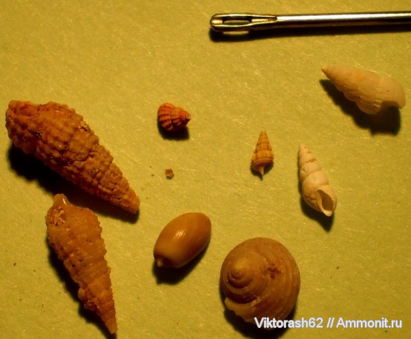 гастроподы, неоген, кайнозой