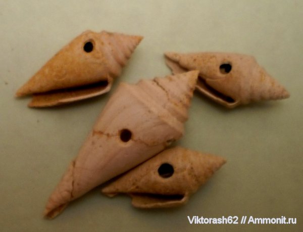 гастроподы, неоген, брюхоногие моллюски, кайнозой, Conus, сверления, Oichnus