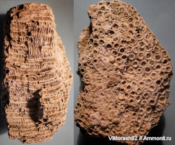 неоген, кишечнополостные, кайнозой