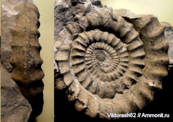 аммониты, юра, головоногие моллюски, мезозой, Ammonites, Arietites, Arietitidae, Jurassic