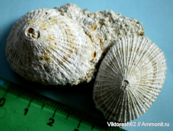 гастроподы, неоген, брюхоногие моллюски, кайнозой, Diodora