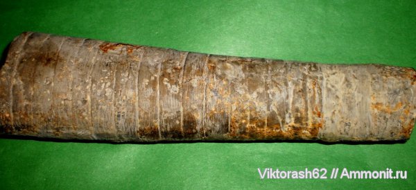 ортоцерасы, силур, головоногие моллюски, палеозой, Silurian, Orthoceras