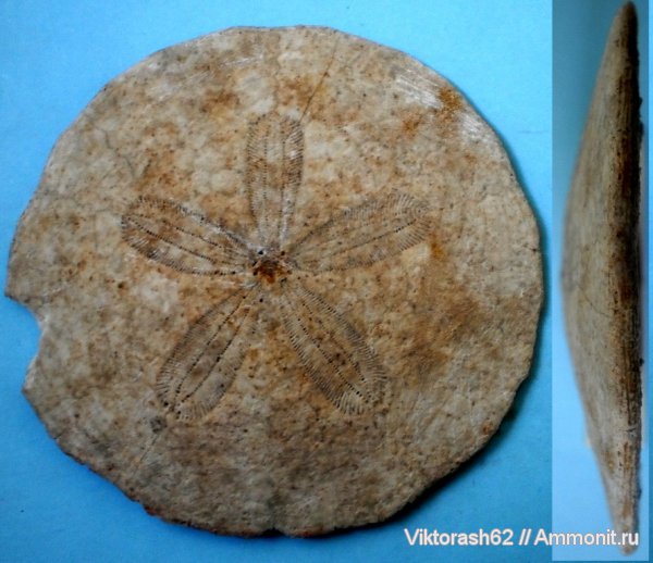 морские ежи, иглокожие, неоген, кайнозой, Skutella pavlenski, Skutella