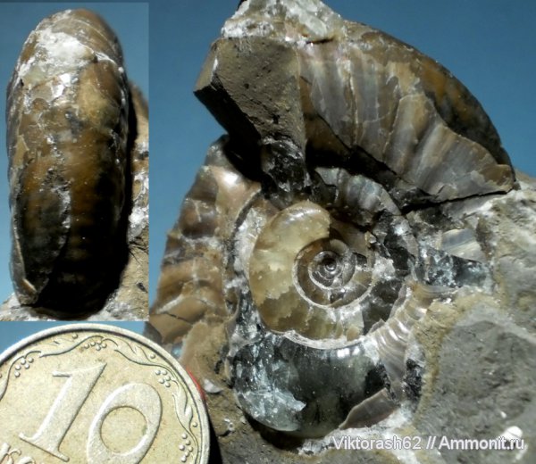 аммониты, юра, головоногие моллюски, мезозой, Ammonites, Jurassic
