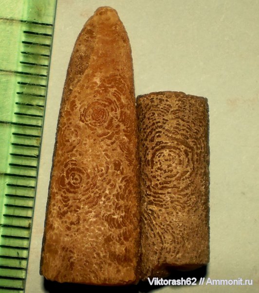 белемниты, мел, головоногие моллюски, мезозой, Бурштын, Cretaceous, belemnites