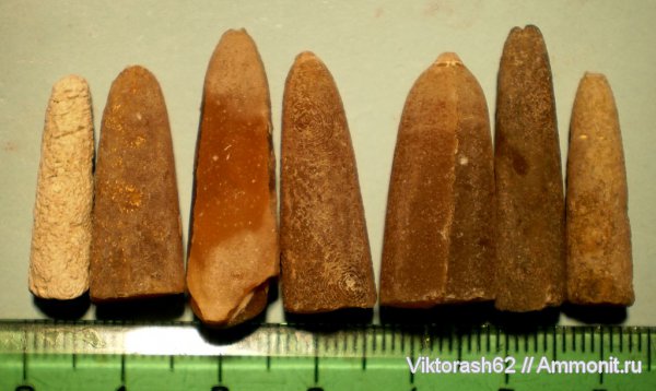 белемниты, мел, головоногие моллюски, мезозой, Бурштын, Cretaceous, belemnites