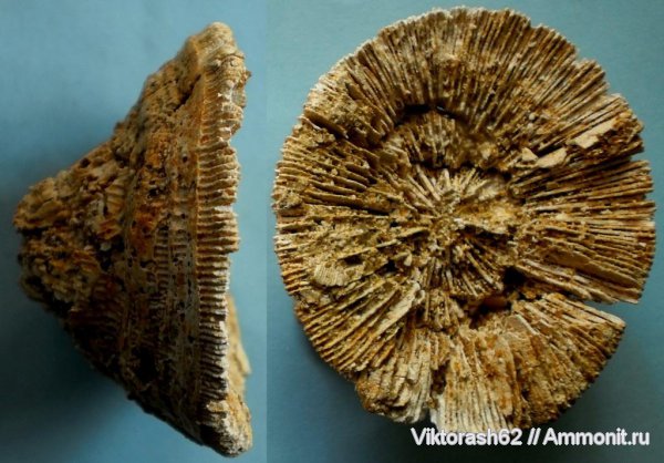 кораллы, кишечнополостные, кайнозой