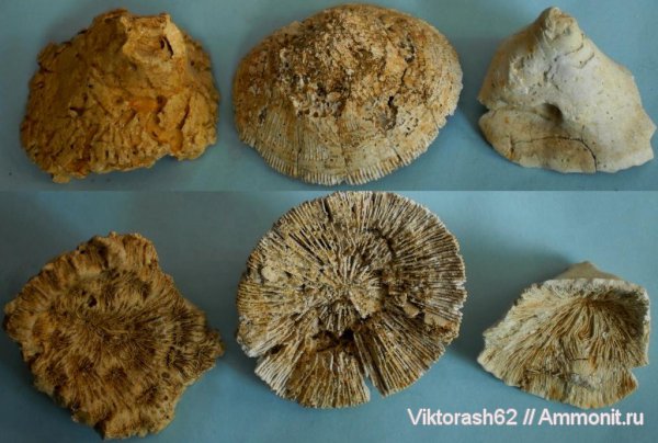 кораллы, эоцен, кишечнополостные, кайнозой, Scleractinia