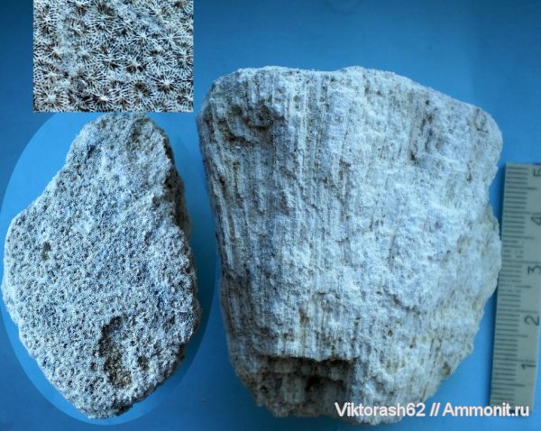 неоген, кораллы, кишечнополостные, кайнозой, Scleractinia