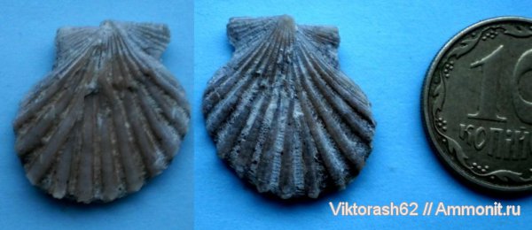 неоген, двустворчатые моллюски, кайнозой, Pecten