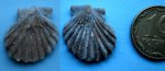 Искалеченный Pecten sp. Искалеченный Pecten sp.