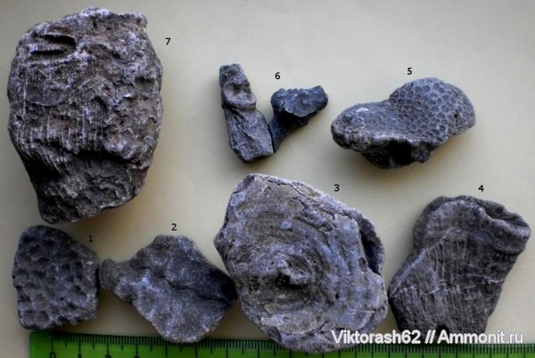 юра, кораллы, мезозой, кишечнополостные, Scleractinia, Jurassic