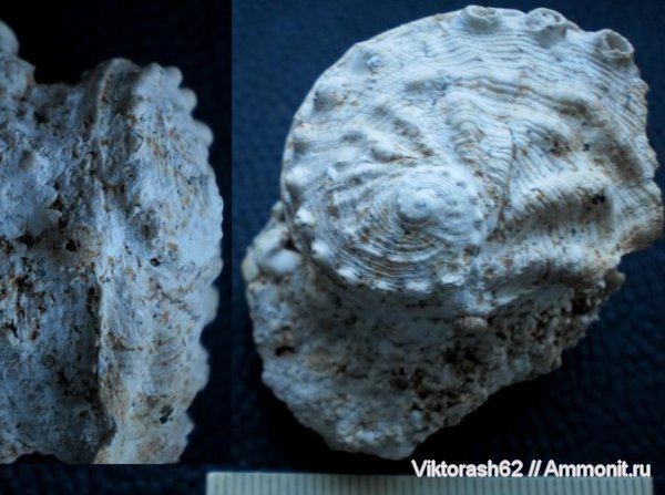 гастроподы, иглокожие, неоген, брюхоногие моллюски, кайнозой, ежи, Haliotis, psammecninus