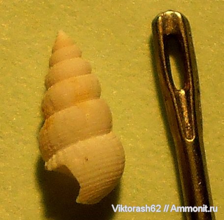 моллюски, эоцен, брюхоногие моллюски, кайнозой