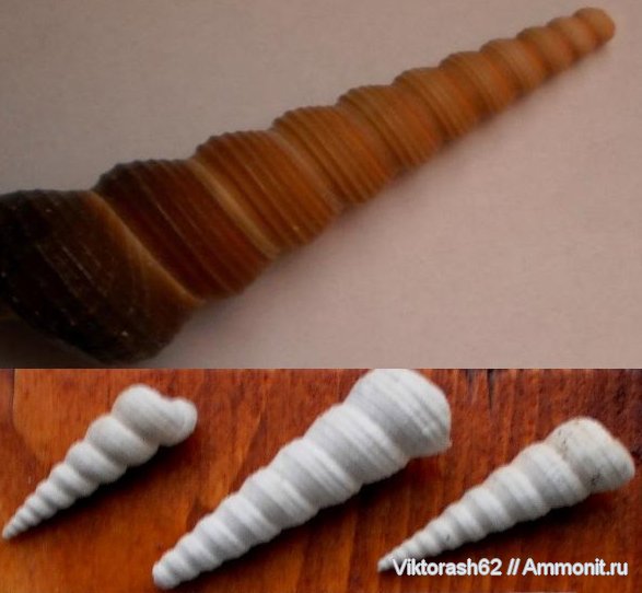 гастроподы, неоген, брюхоногие моллюски, кайнозой