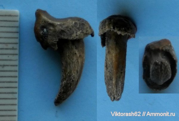 палеоген, позвоночные, кайнозой, когти