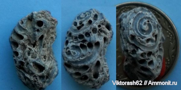 мел, черви, мезозой, кольчатые черви, Cretaceous