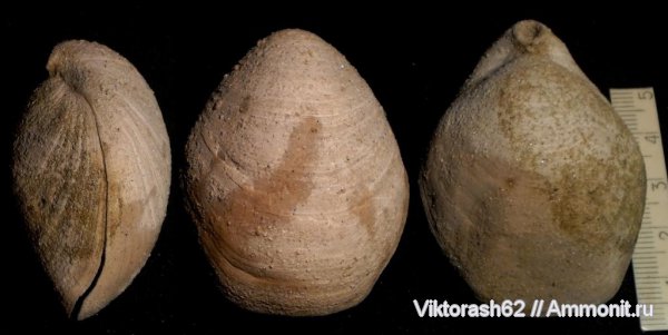 брахиоподы, неоген, кайнозой, Terebratula, Terebratulida