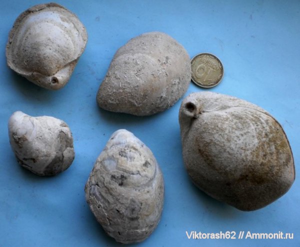 брахиоподы, неоген, кайнозой, Воронов, Terebratulida