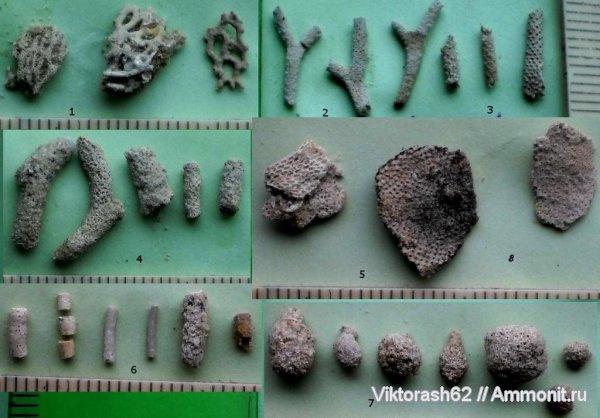 неоген, мшанки, кайнозой, беспозвоночные