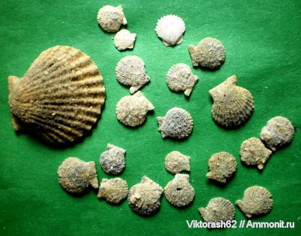 моллюски, неоген, двустворки, кайнозой, Chlamys