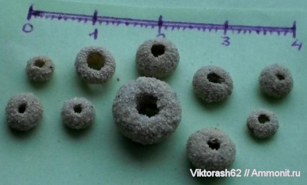 морские ежи, иглокожие, неоген, кайнозой