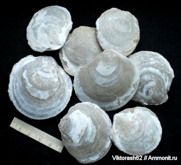 моллюски, неоген, двустворчатые моллюски, кайнозой, pseudomussium