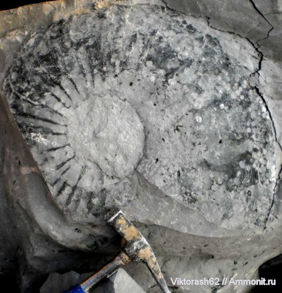 аммониты, мел, головоногие моллюски, мезозой, Ammonites, Cretaceous