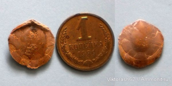 брахиоподы, мел, мезозой, Cretaceous