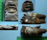 Зуб млекопитающего и зуб акулы Ptychodus