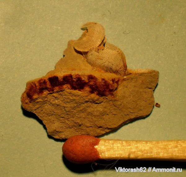 брахиоподы, мел, двустворки, мезозой, Craniida, Cretaceous