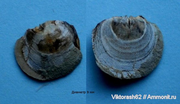 мел, мезозой, Craniida, Cretaceous