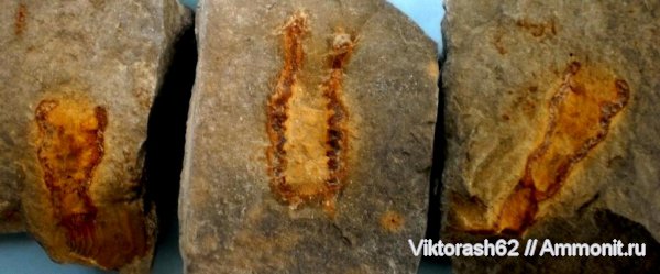 мел, губки, мезозой, беспозвоночные, Cretaceous