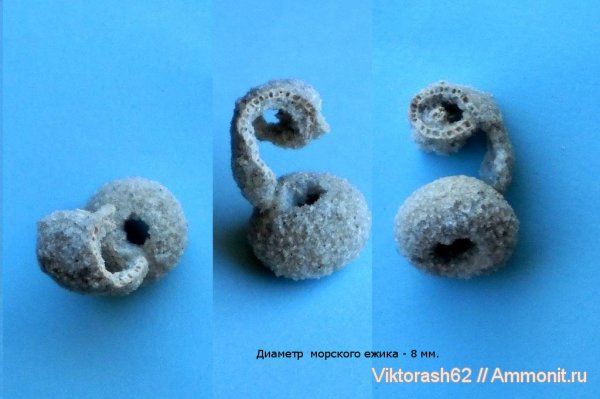 морские ежи, иглокожие, неоген, кайнозой, ежи