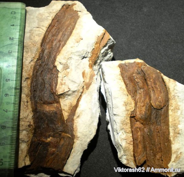 мел, растения, мезозой, окаменевшее дерево, Cretaceous