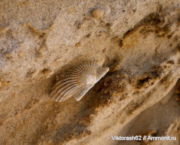 неоген, двустворчатые моллюски, кайнозой, Pecten