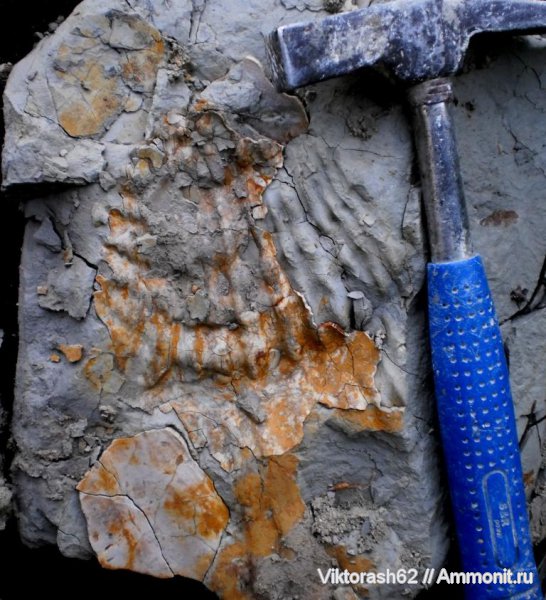 моллюски, мел, двустворки, мезозой, Cretaceous