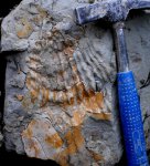 Остатки Inoceramusa.