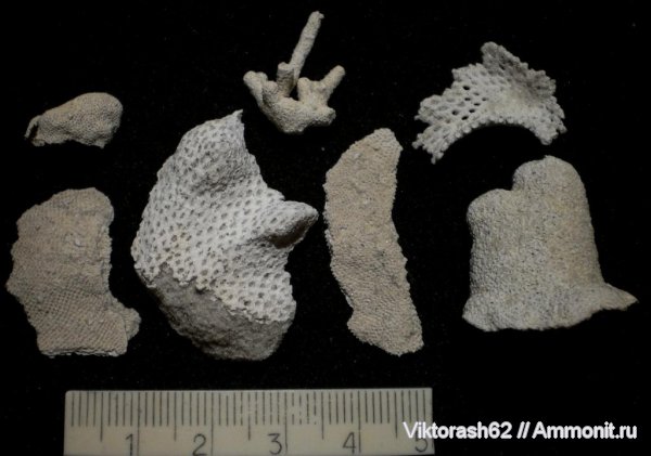 неоген, мшанки, кайнозой