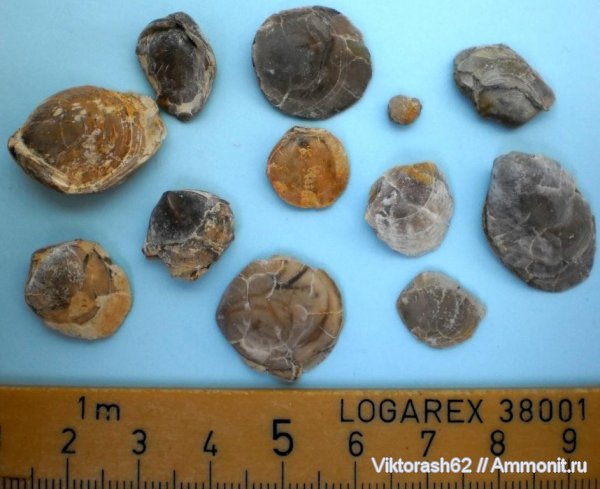 брахиоподы, мел, мезозой, Terebratulida, Cretaceous