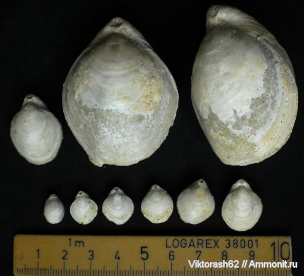 брахиоподы, неоген, кайнозой, Terebratulida