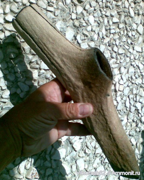 млекопитающие, кайнозой