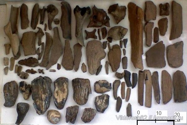 зубы, мамонты, млекопитающие, кайнозой, teeth