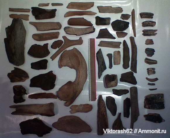 зубы, мамонты, млекопитающие, кайнозой, олени, teeth