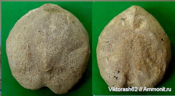 морские ежи, иглокожие, неоген, кайнозой, Schizaster