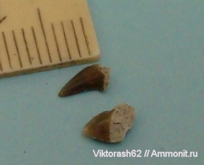мел, рыбы, позвоночные, мезозой, зубы акул, р. Днестр, Cretaceous, fish, shark teeth