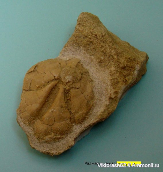 морские ежи, иглокожие, неоген, кайнозой, Schizaster